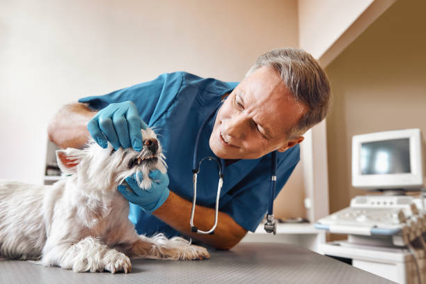 Best Emergency Denture Repair in Canyon Day, AZ
